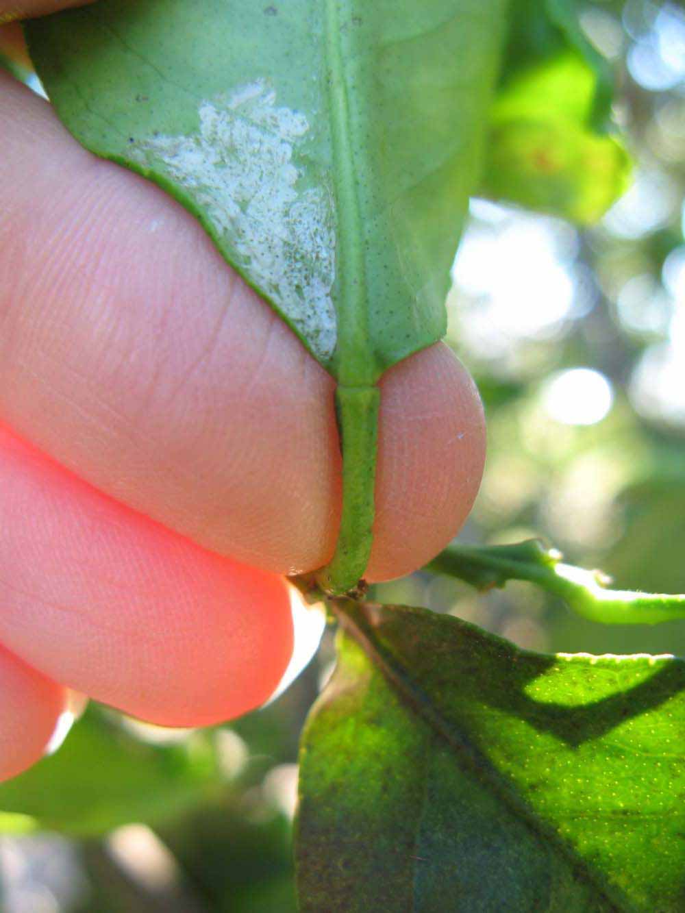              Petiole (Winter Haven, FL)       